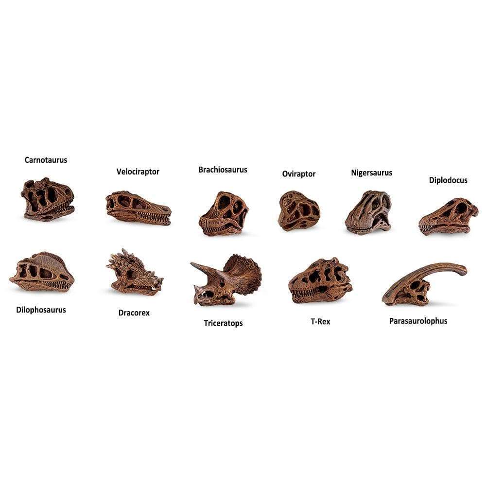 TOOB | Dinosaurusschedels
