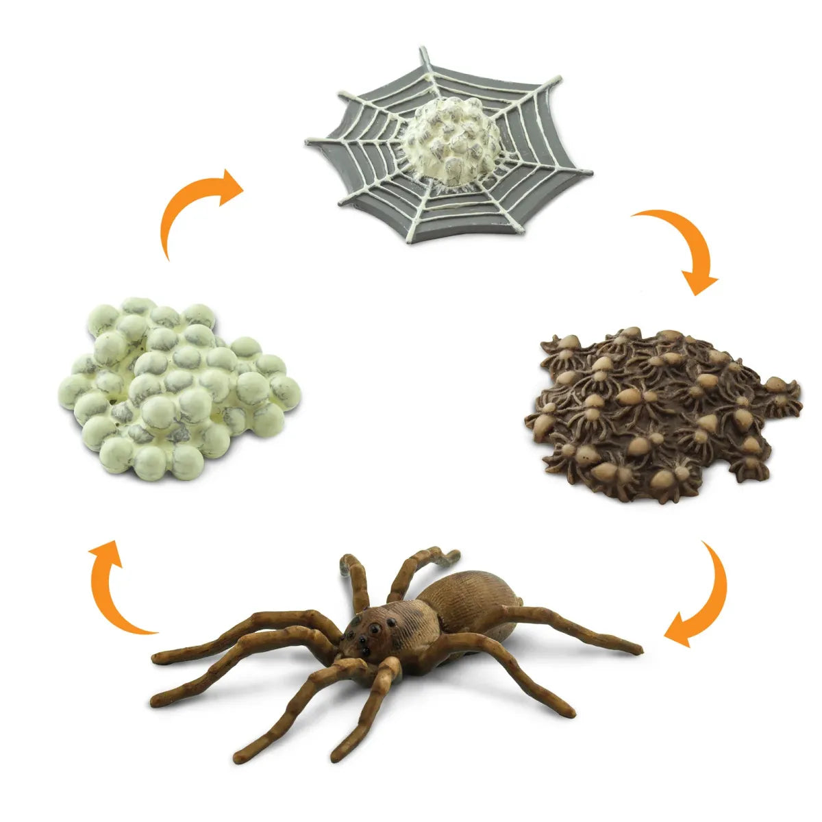 Safariology | Levenscyclus Spin