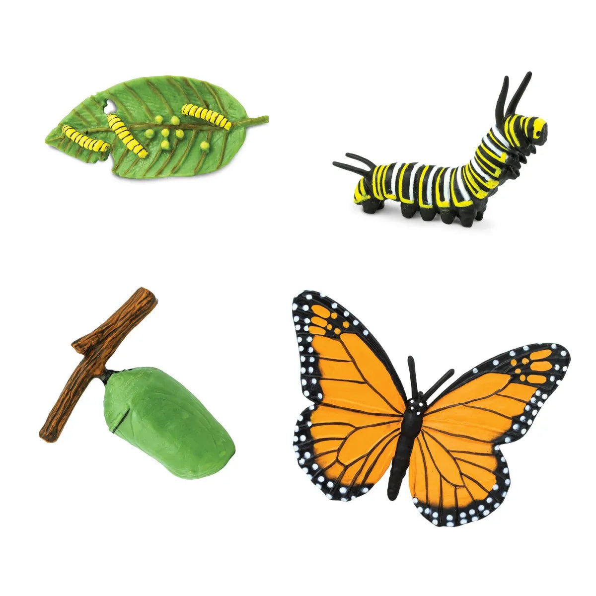 Safariology | Levenscyclus Monarchvlinder