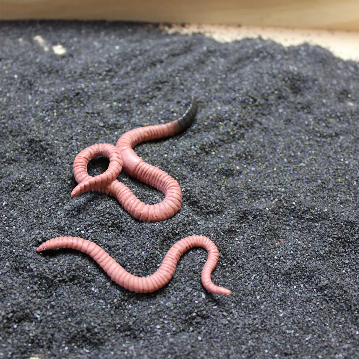 Safariology | Levenscyclus Worm