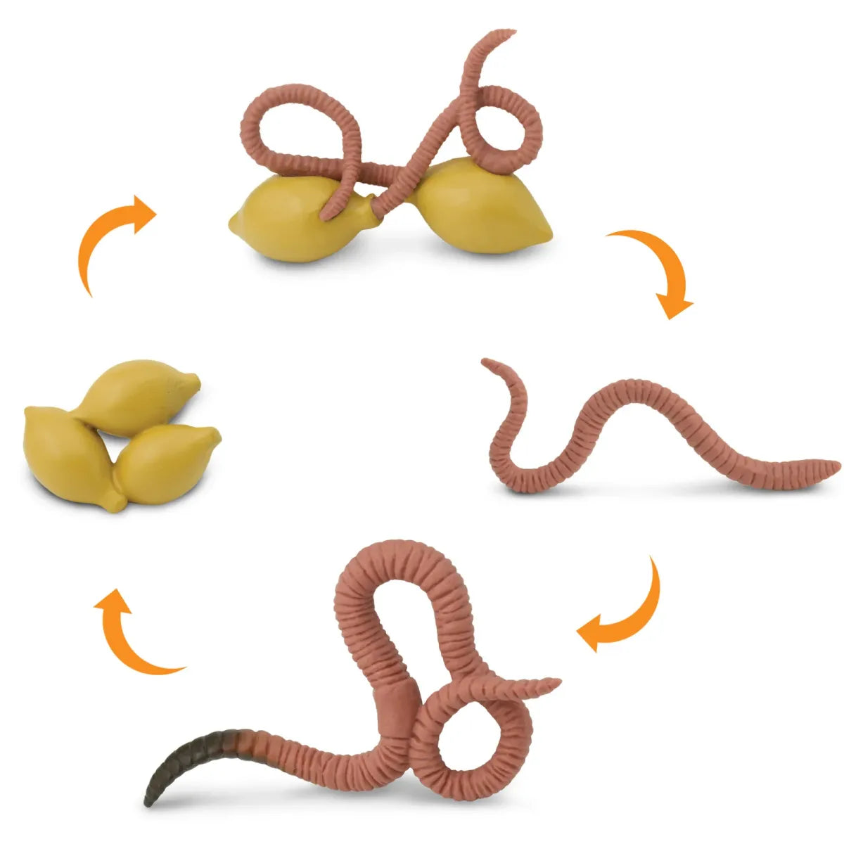 Safariology | Levenscyclus Worm