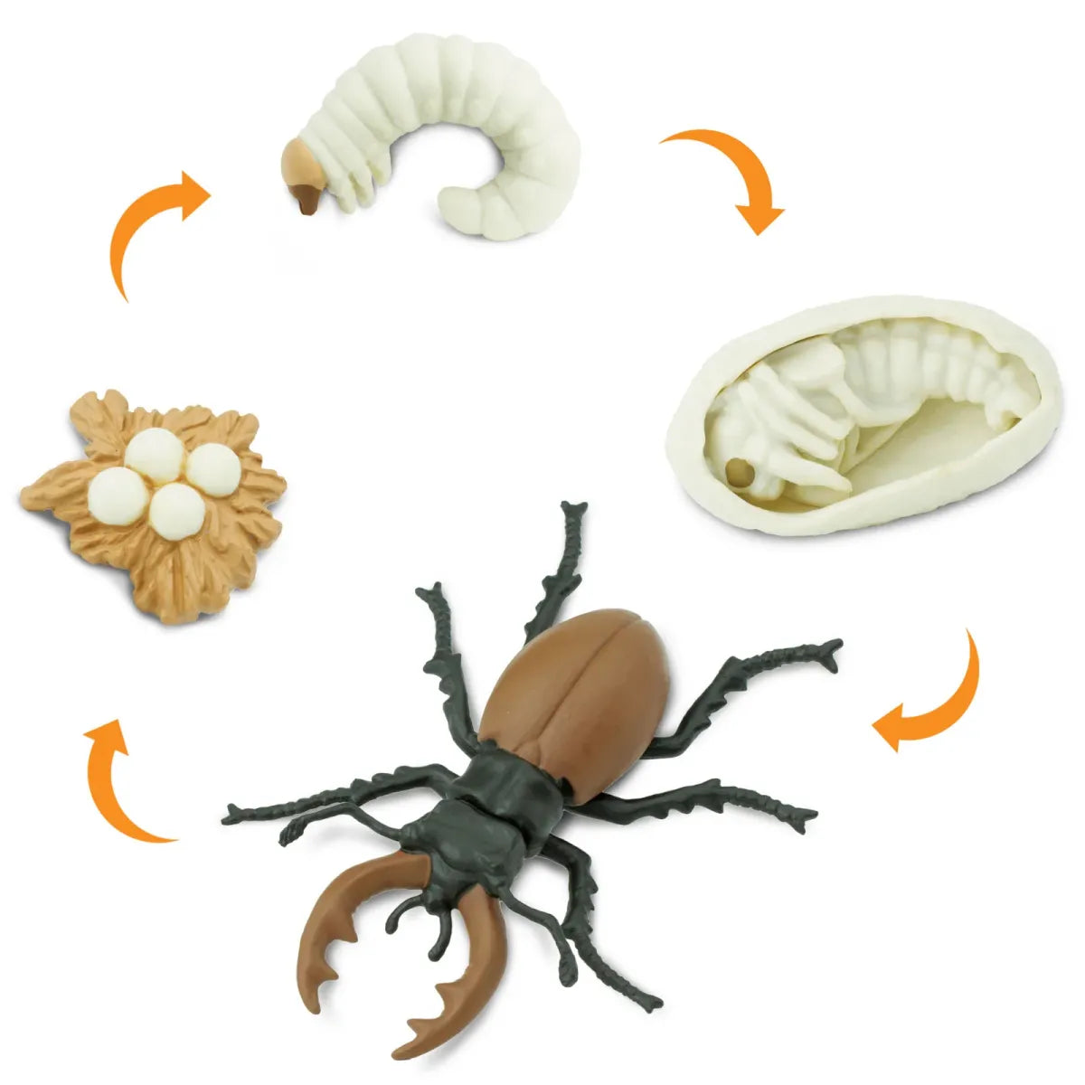 Safariology | Levenscyclus Vliegend Hert