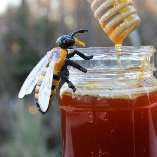 Safariology | Levenscyclus Honingbij