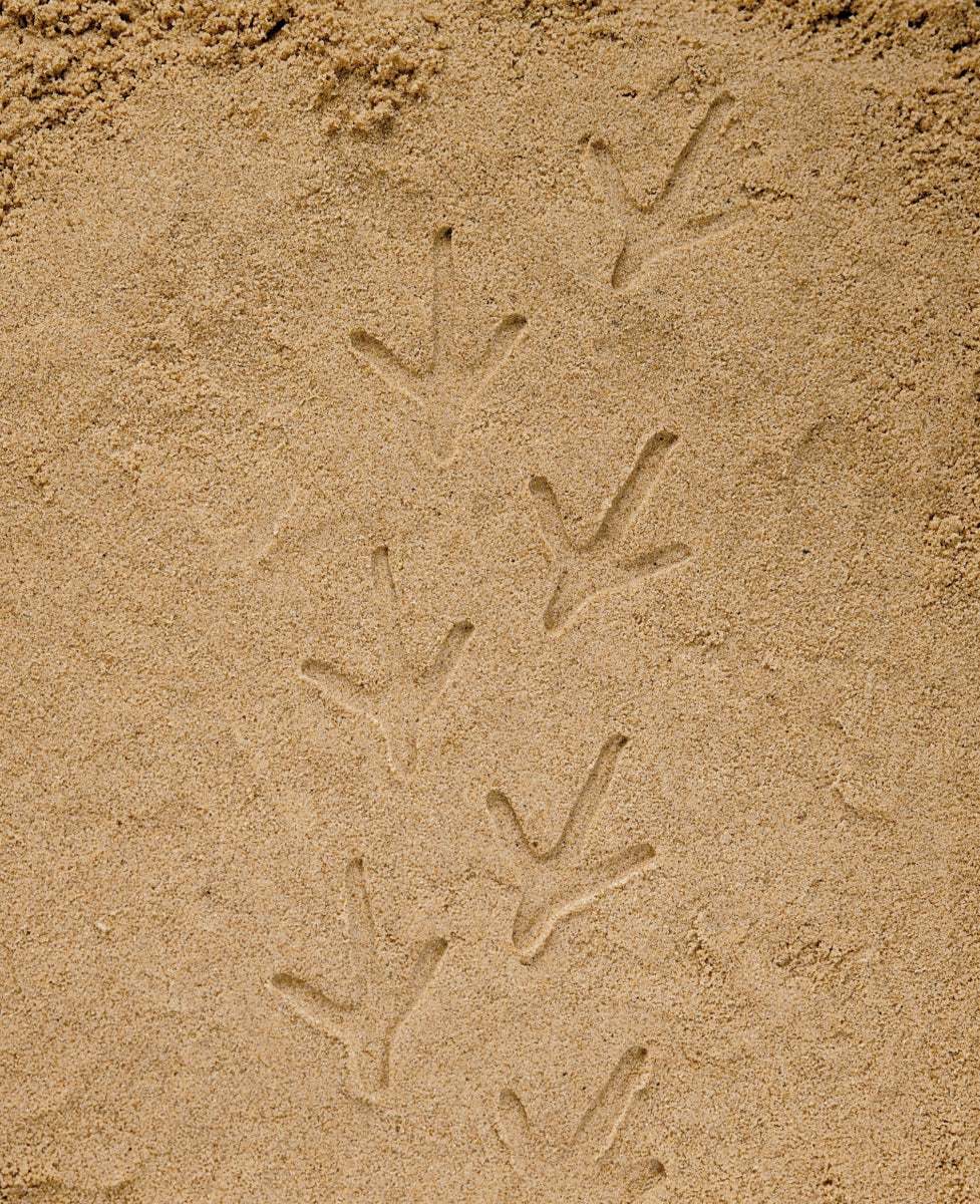 Let's Investigate | Farmyard Footprints