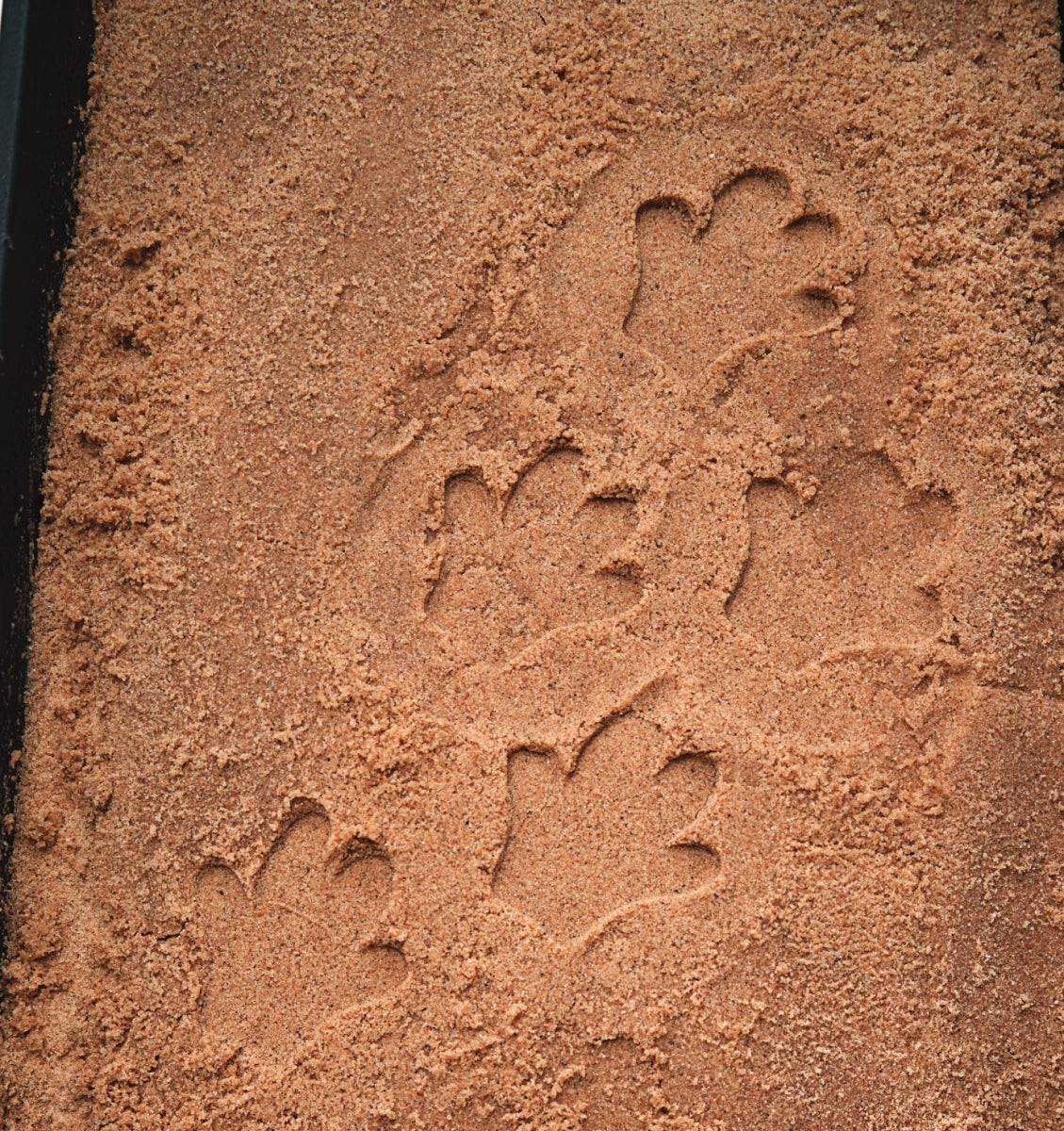 Let's Investigate | Safari Footprints
