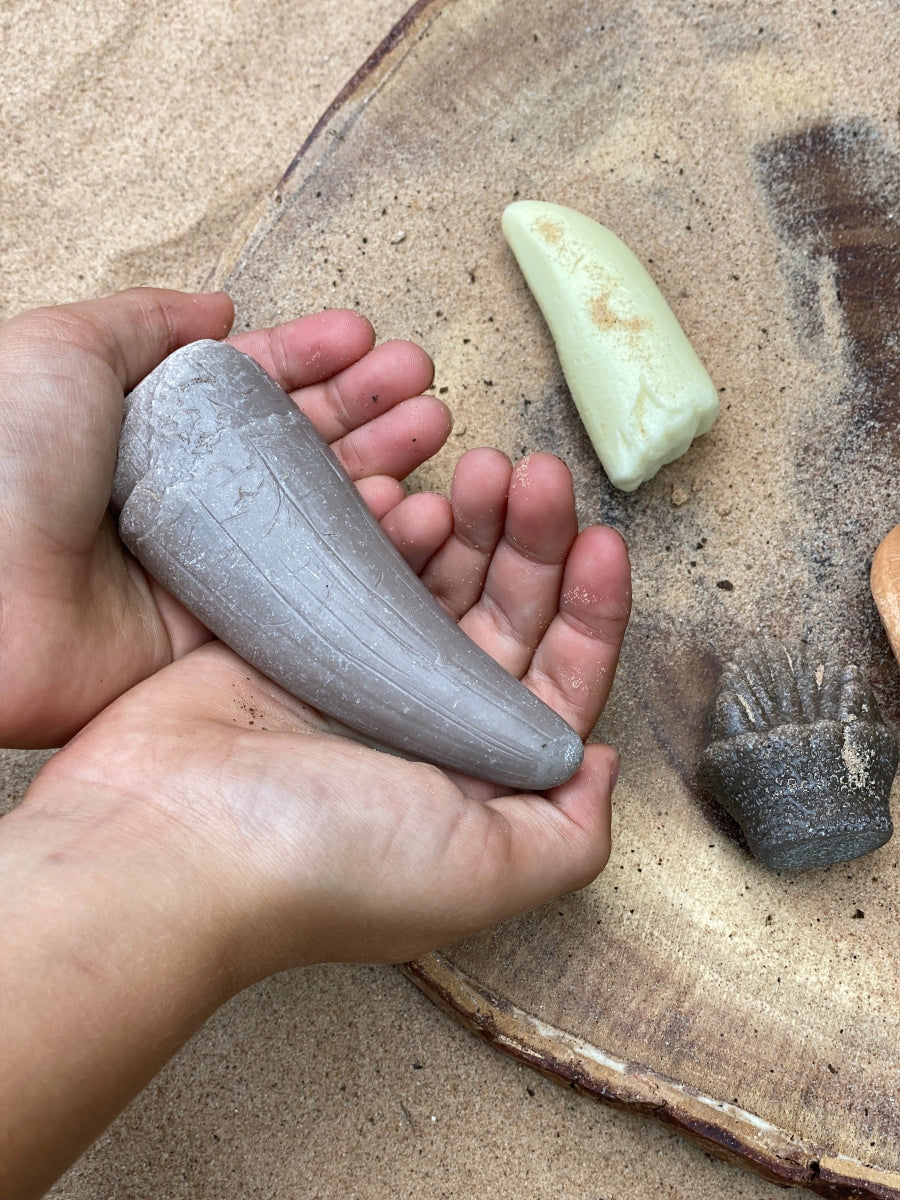 Let’s Investigate | Prehistoric Teeth
