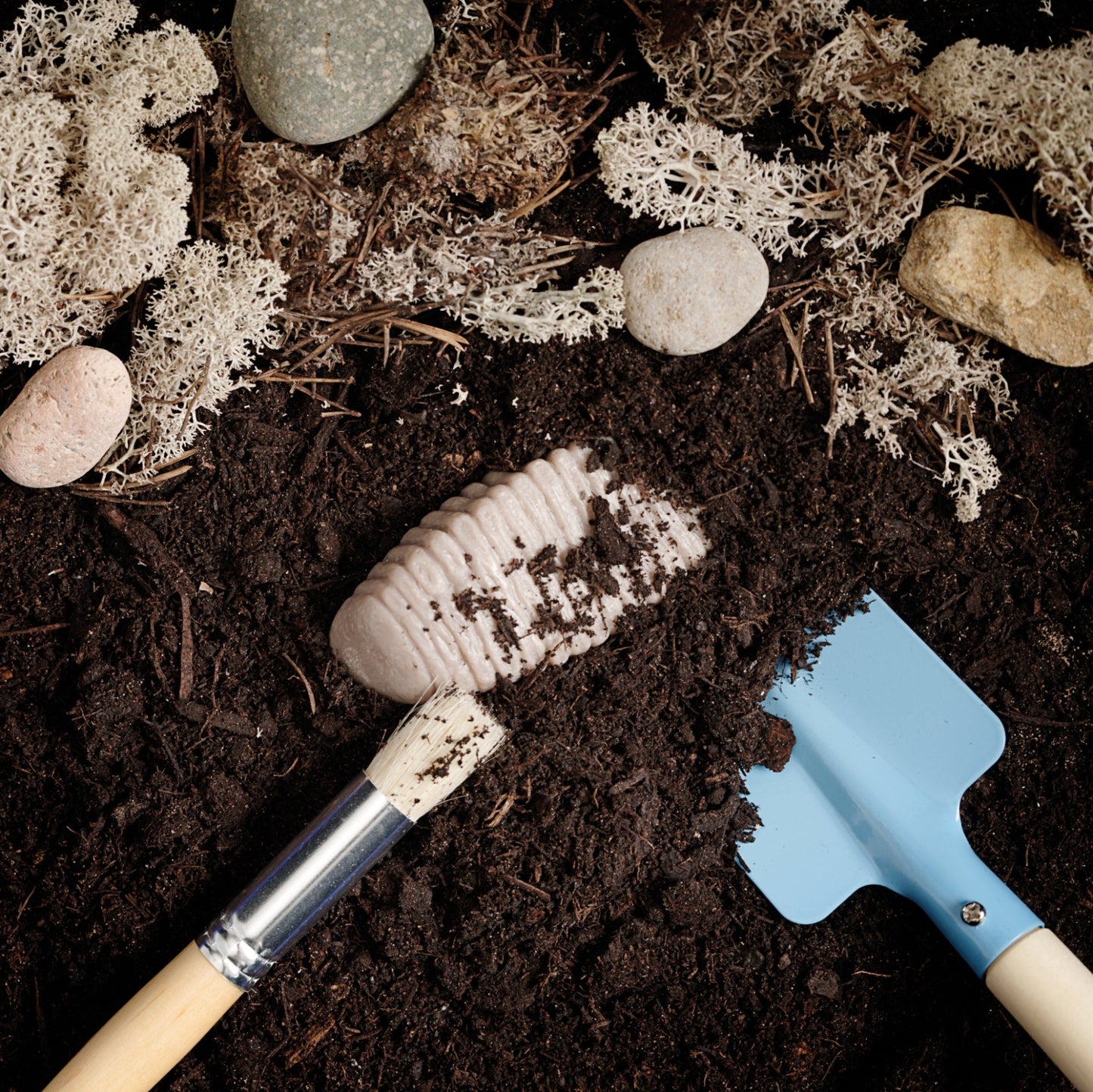 Let’s Investigate | Prehistoric Teeth