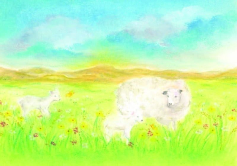 Ansichtkaart | Het Schaap