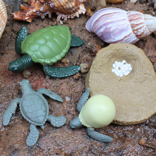 Safariology | Levenscyclus Groene Zeeschildpad