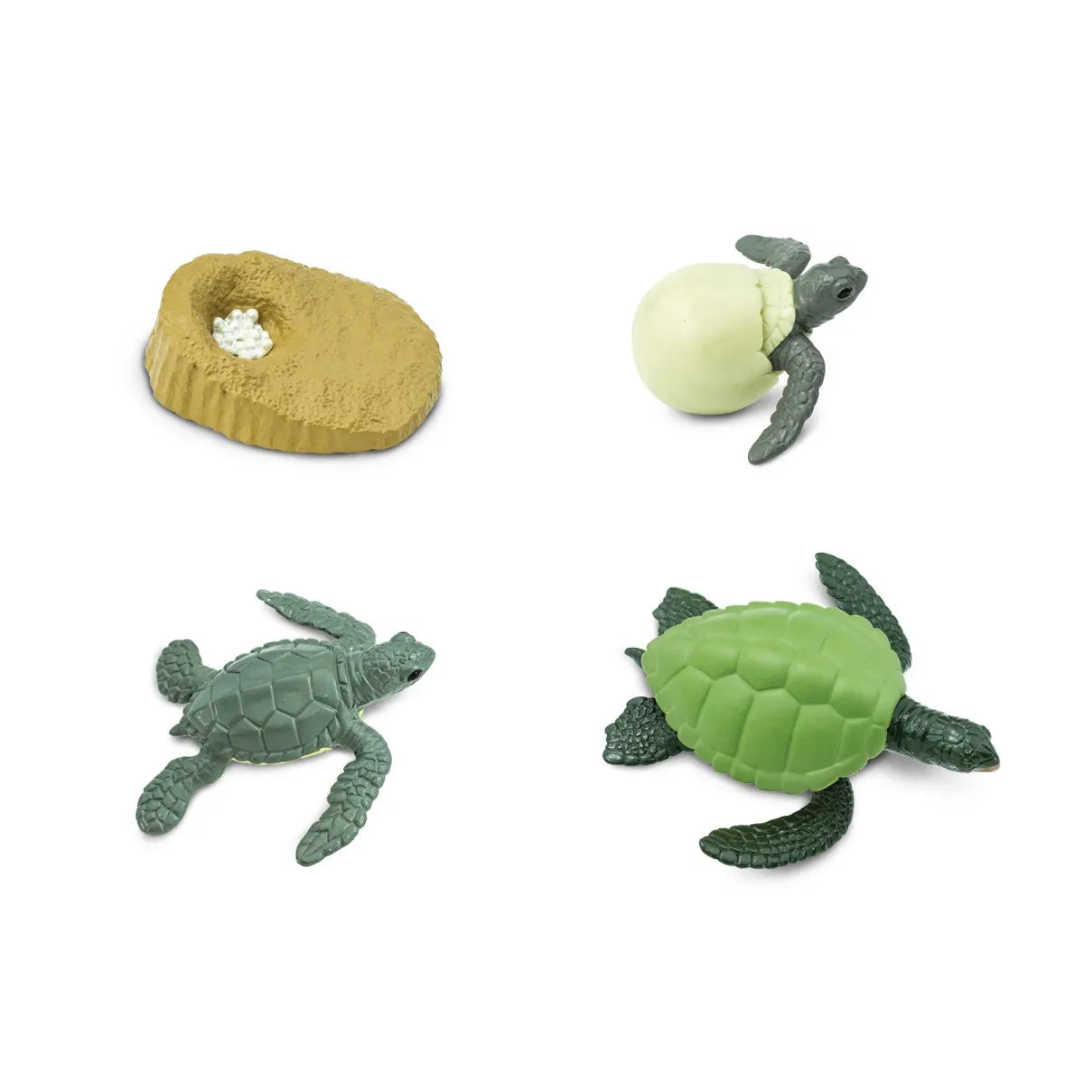 Safariology | Levenscyclus Groene Zeeschildpad