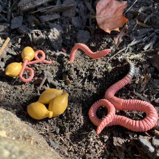 Safariology | Levenscyclus Worm