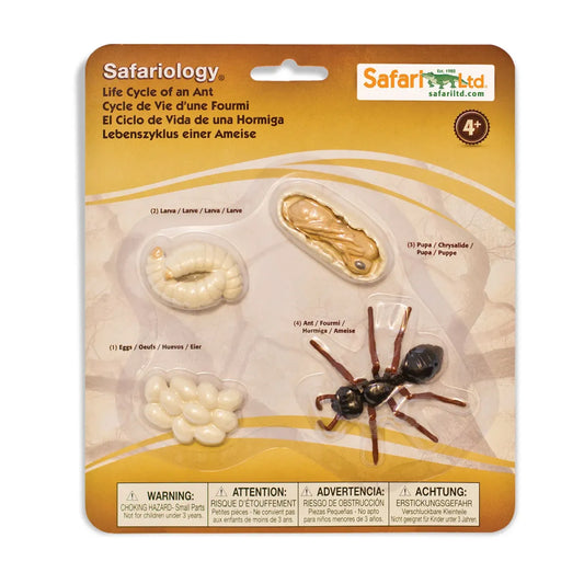 Safariology | Levenscyclus Mier
