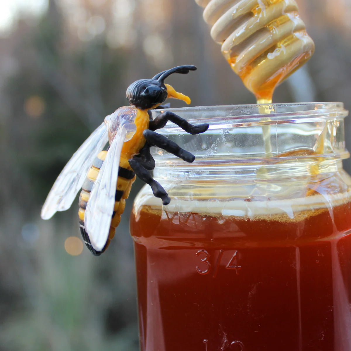 Safariology | Levenscyclus Honingbij