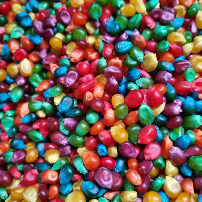 Speelmaïs Regenboog