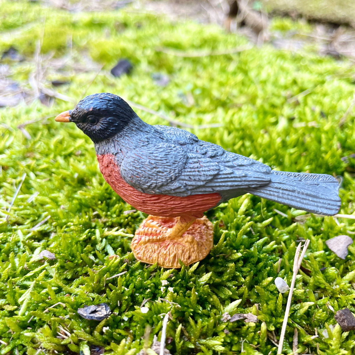 TOOB | Vogels