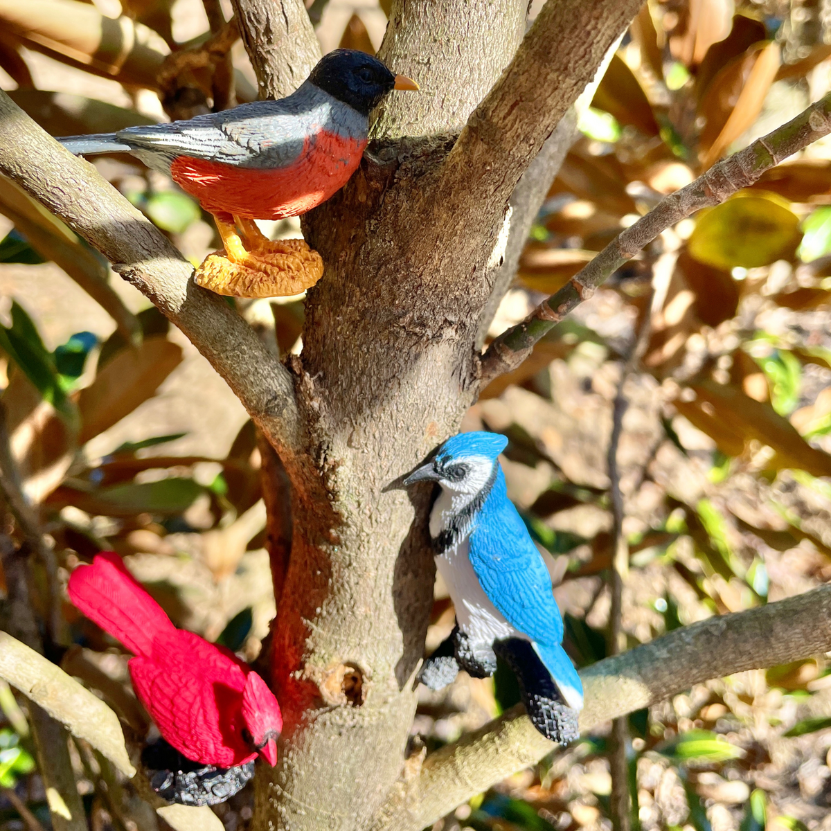TOOB | Vogels