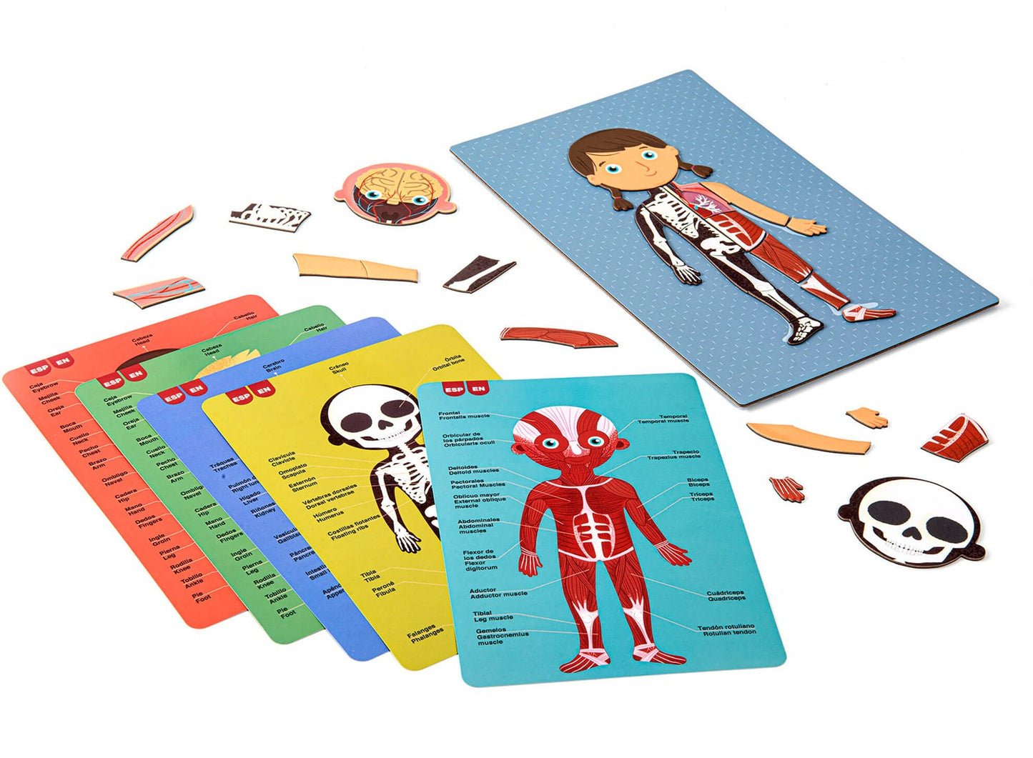Magneetspel | Menselijk Lichaam (5+)