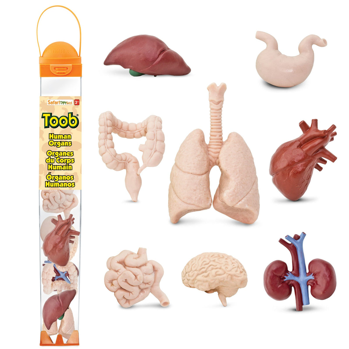 TOOB | Organen