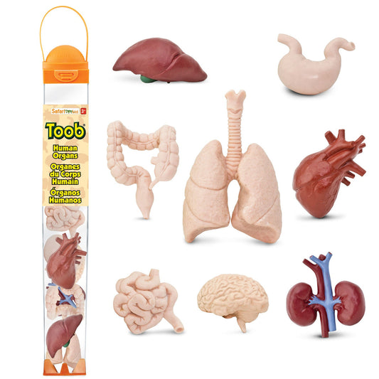TOOB | Organen