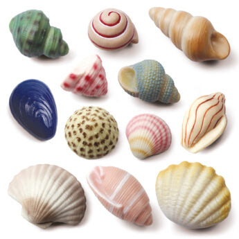Sensory Play Stones | Seashells