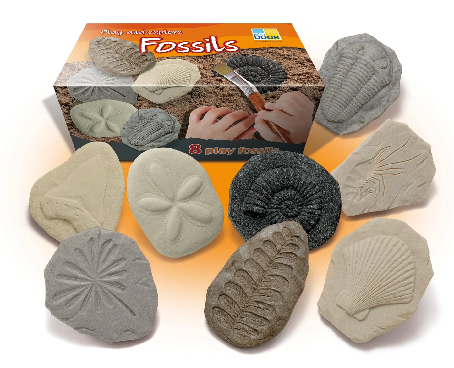 Let's Investigate | Fossils