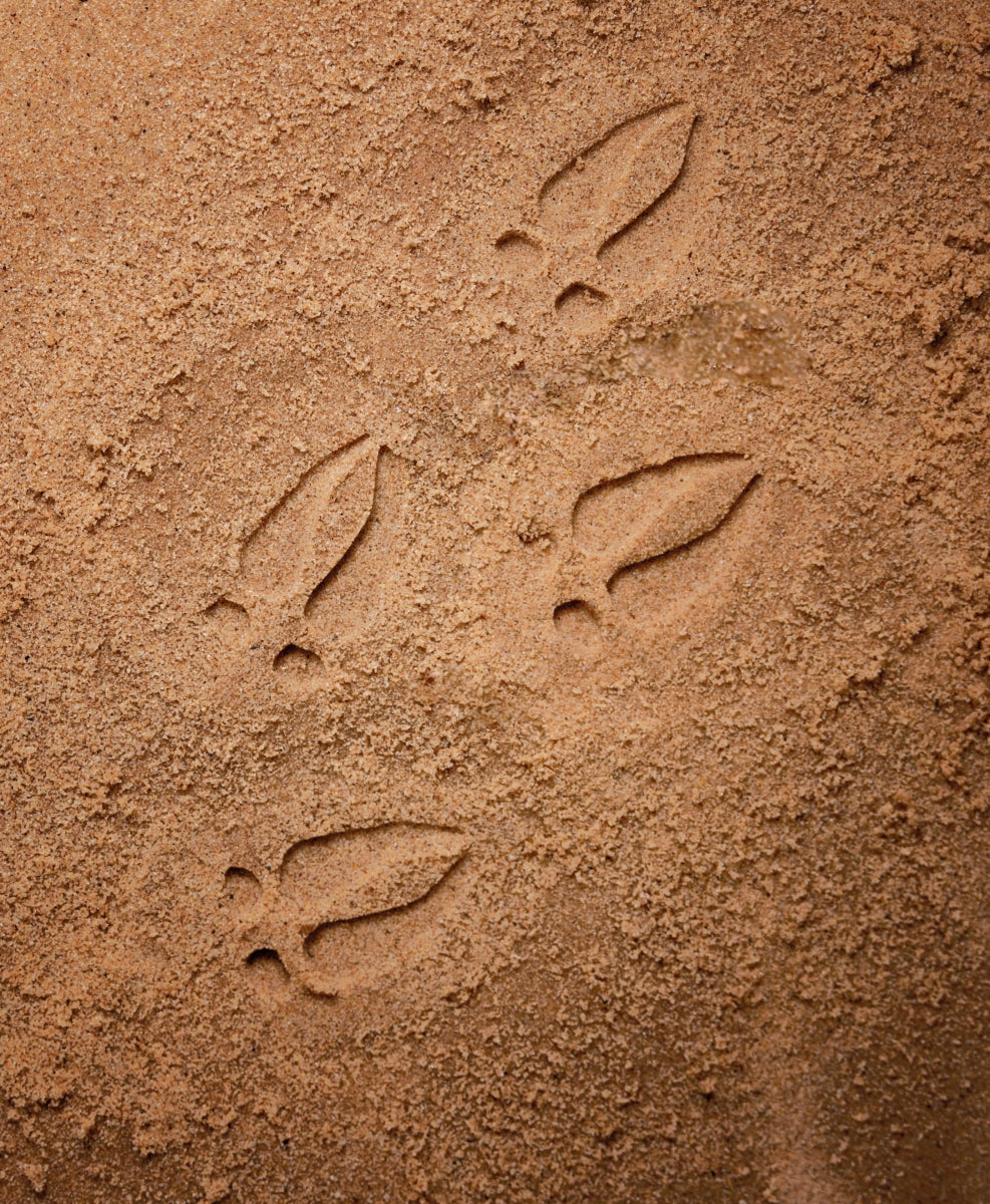 Let's Investigate | Woodland Footprints